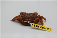 藏品(雙齒近相手蟹)的圖片